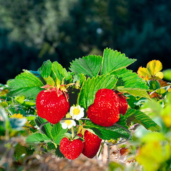 Опора для растений Остров Комфорта под клубнику 30см