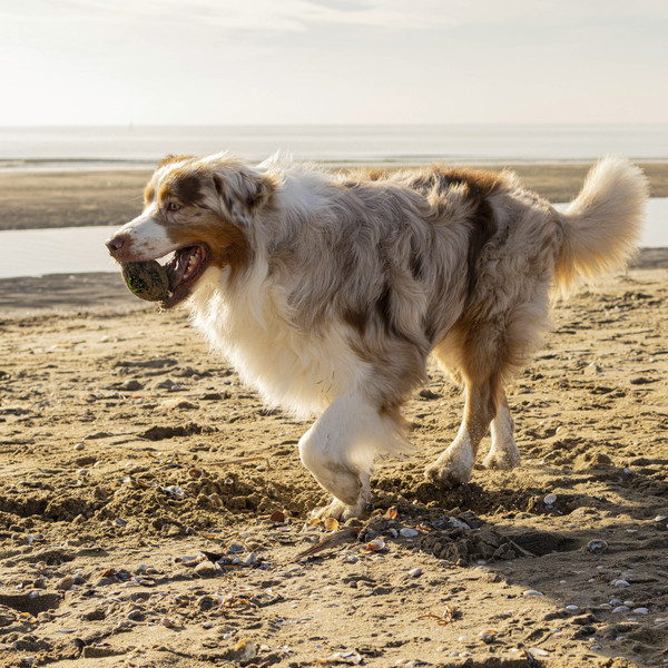 Игрушка для собак Ferplast Chewa Boing регби M / 86630017