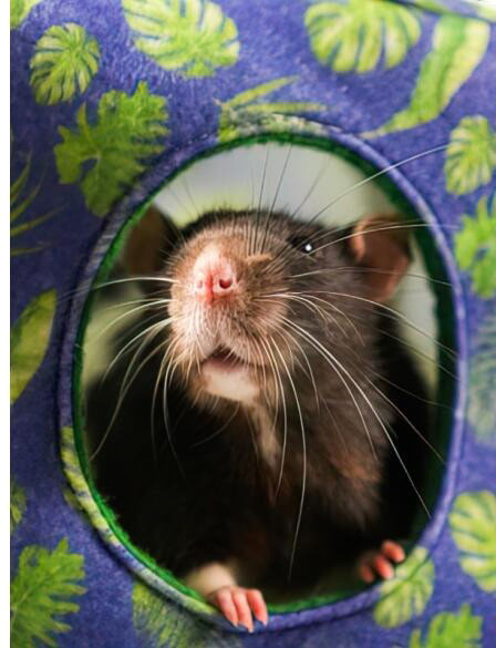 Лежак для грызунов Bambini Pets Домик-гамак Куб / BMP517415