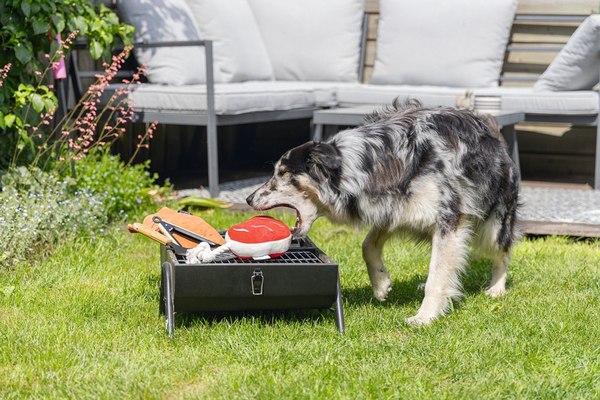 Игрушка для собак Beeztees Стейк для барбекю / 616977