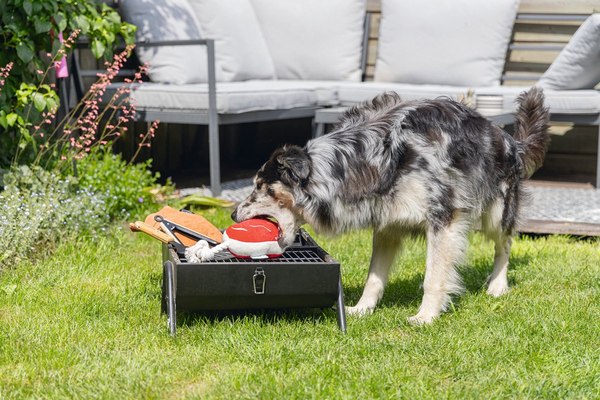 Игрушка для собак Beeztees Стейк для барбекю / 616977