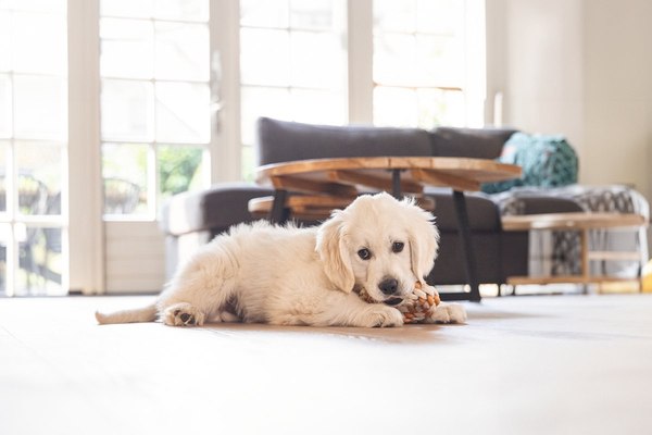 Игрушка для собак Beeztees Кольцо Дентал для щенков / 626859