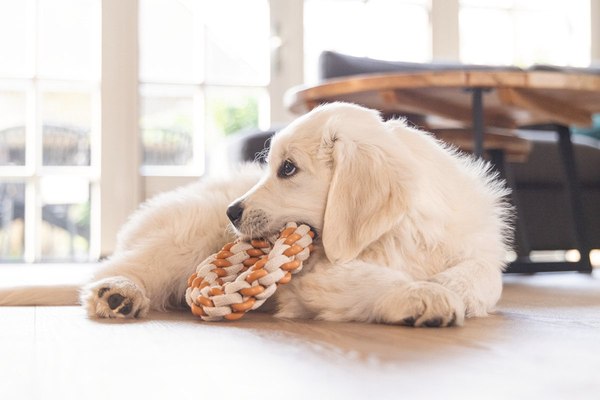 Игрушка для собак Beeztees Кольцо Дентал для щенков / 626859