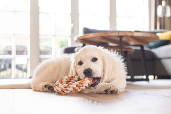 Игрушка для собак Beeztees Кольцо Дентал для щенков / 626859