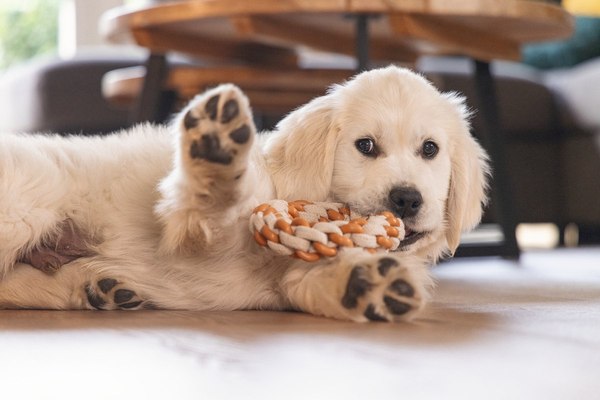 Игрушка для собак Beeztees Кольцо Дентал для щенков / 626859