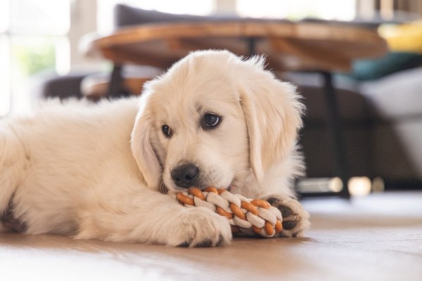 Игрушка для собак Beeztees Кольцо Дентал для щенков / 626859