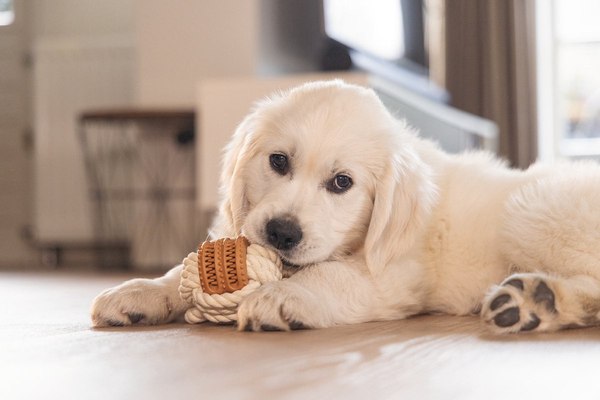 Игрушка для собак Beeztees Канат Дентал для щенков / 626864