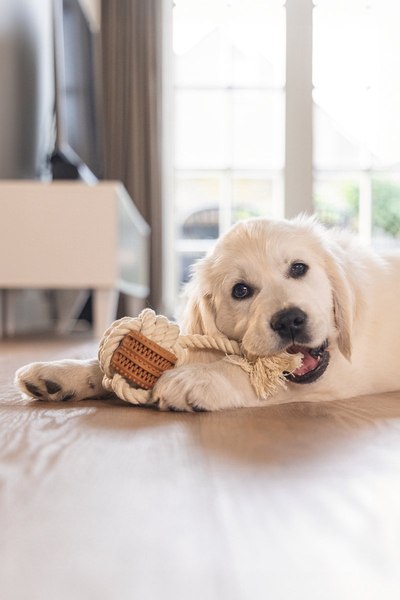 Игрушка для собак Beeztees Канат Дентал для щенков / 626864