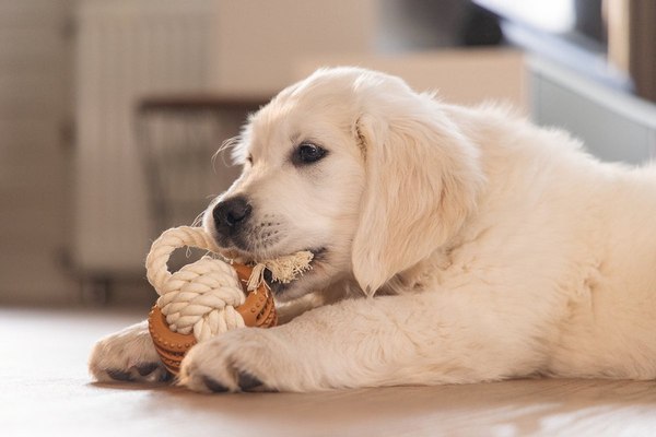 Игрушка для собак Beeztees Канат Дентал для щенков / 626864