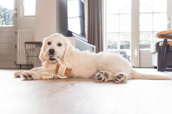 Игрушка для собак Beeztees Канат Дентал для щенков / 626864