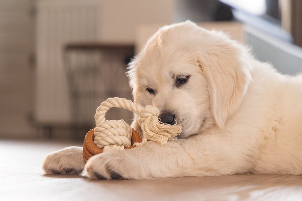 Игрушка для собак Beeztees Канат Дентал для щенков / 626864