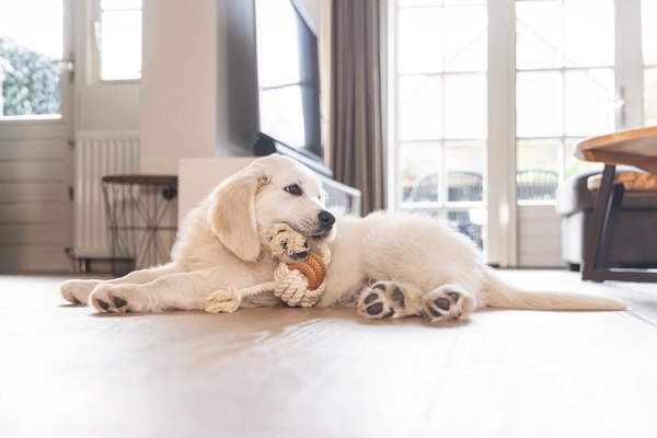 Игрушка для собак Beeztees Канат Дентал для щенков / 626864