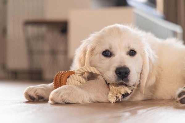 Игрушка для собак Beeztees Канат Дентал для щенков / 626864