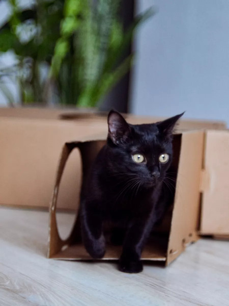 Игрушка для кошек Grifeldecor Kotobaza Тоннель