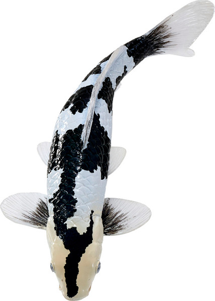 Фигурка коллекционная Konik Карп кои - Сиро Уцури AMS3035