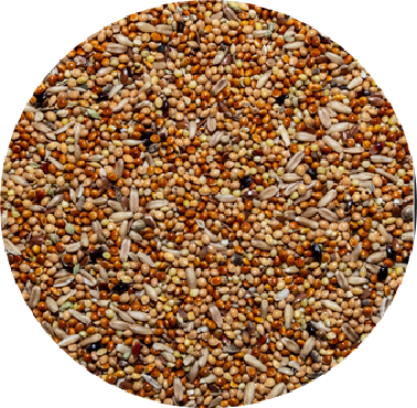 Корм для птиц ВАКА Premium для волнистых попугаев / В54221