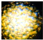 Прожектор сценический Acme WT-WAV Water Wave WT